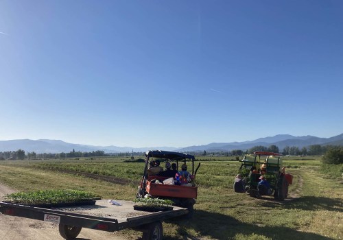 How to Grow Frosted Kush CBD Hemp: Complete Beginner's Guide for 2025